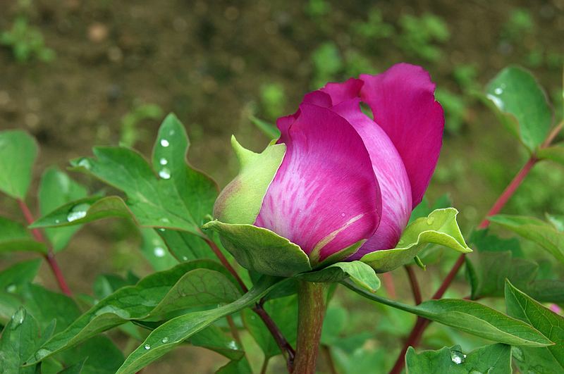 dsc08677.jpg
