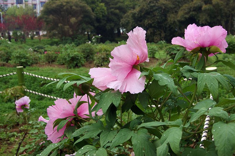 dsc08672.jpg