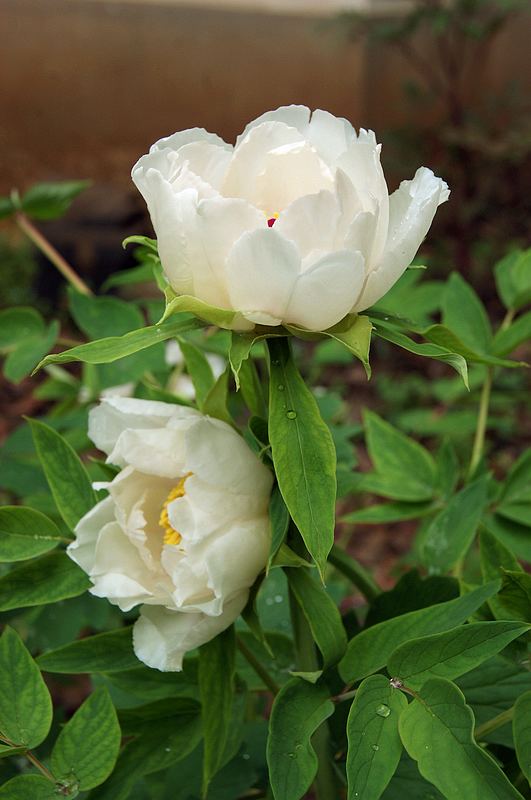 dsc08684.jpg