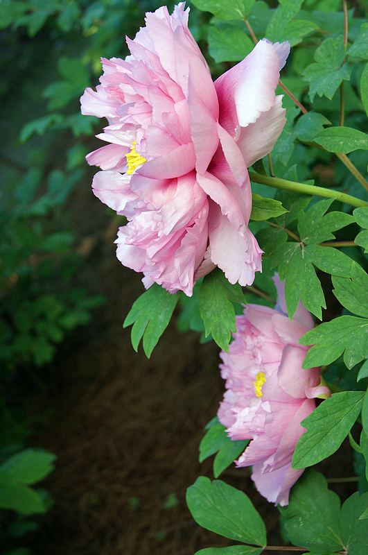 dsc08689.jpg
