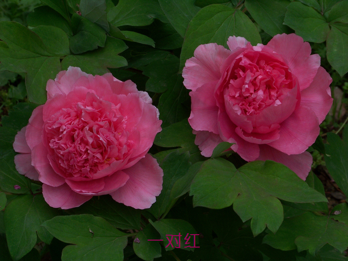 20120414b人ֲ԰ĵ (11)jz.jpg