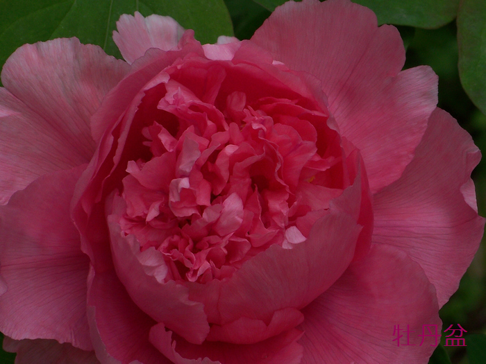20120414b人ֲ԰ĵ (13)jz.jpg