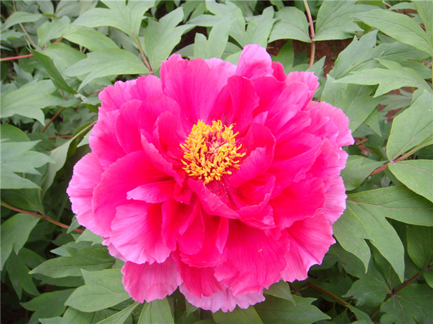 dsc05196_.jpg