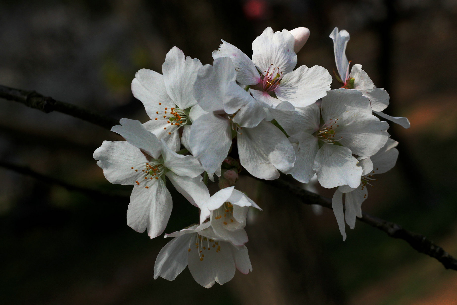 dsc_1829.jpg