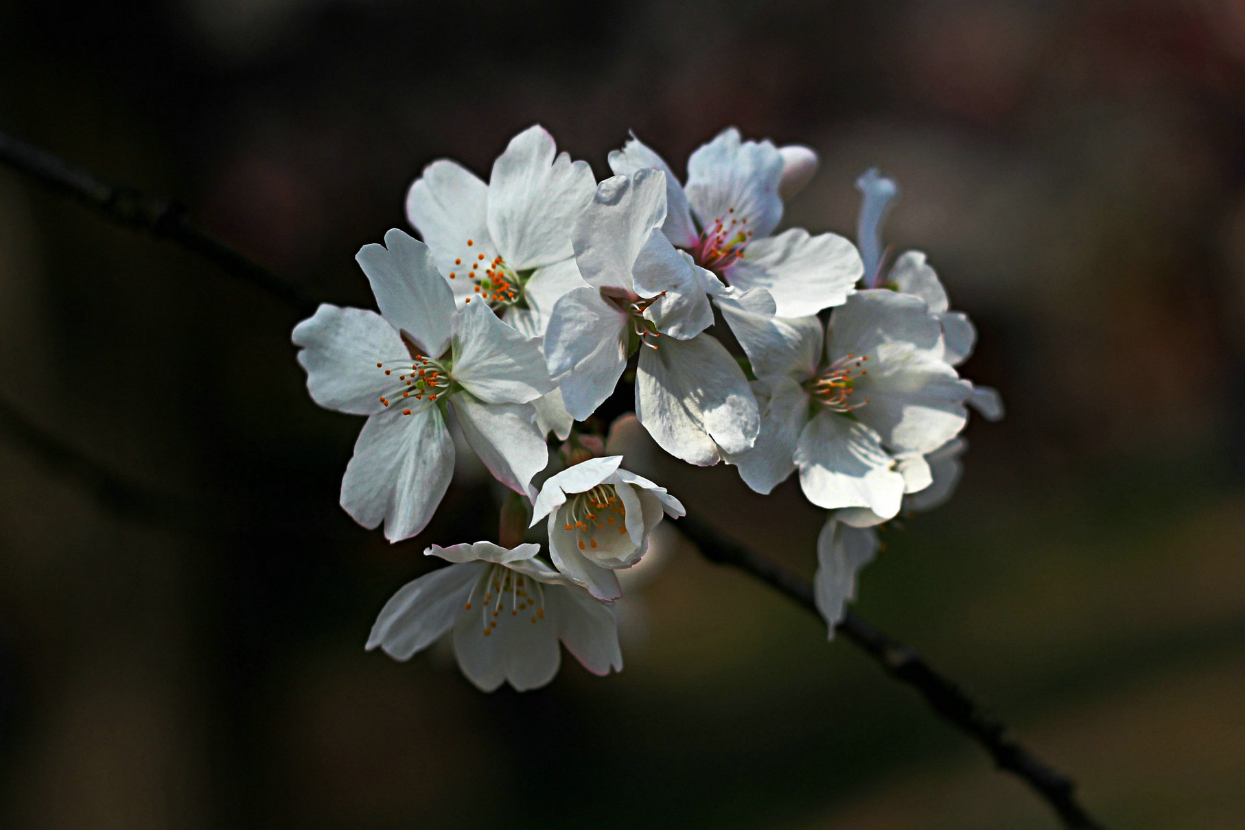 img_1719.jpg