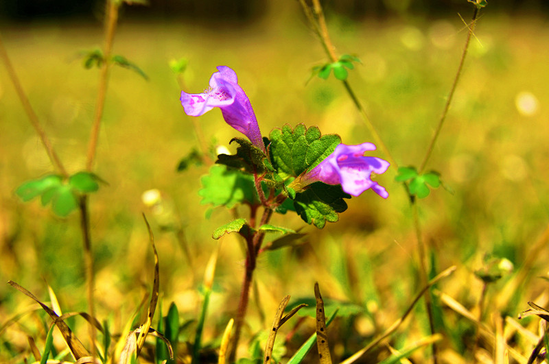 dsc00836_.jpg