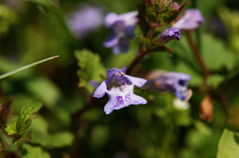 dsc00960_.jpg