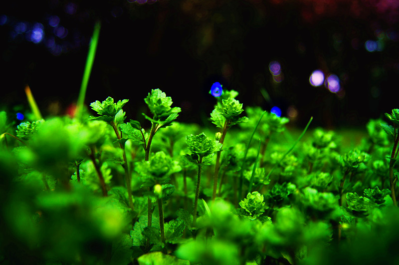 dsc00477_.jpg