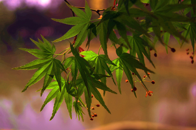 dsc00735_.jpg