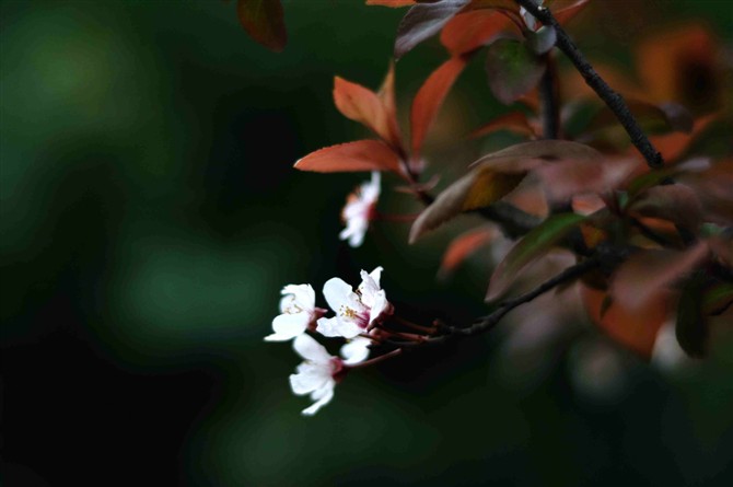 dsc_0042.jpg