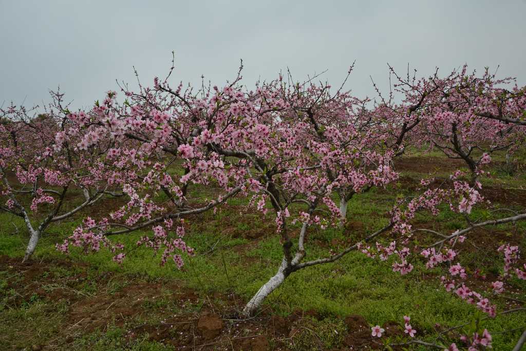 dsc_5291.jpg