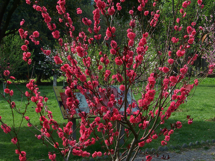 20120407r人ֲ԰԰ (22).jpg