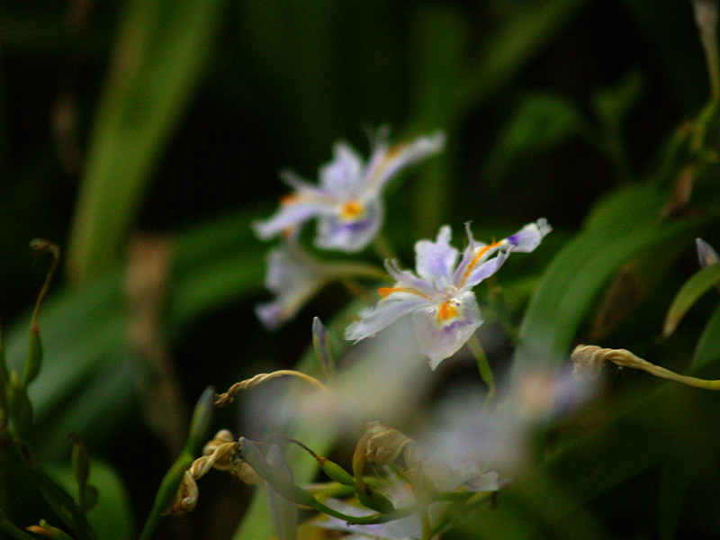p5116518_.jpg