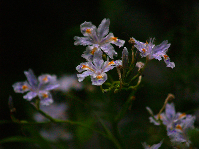 p5116574_.jpg