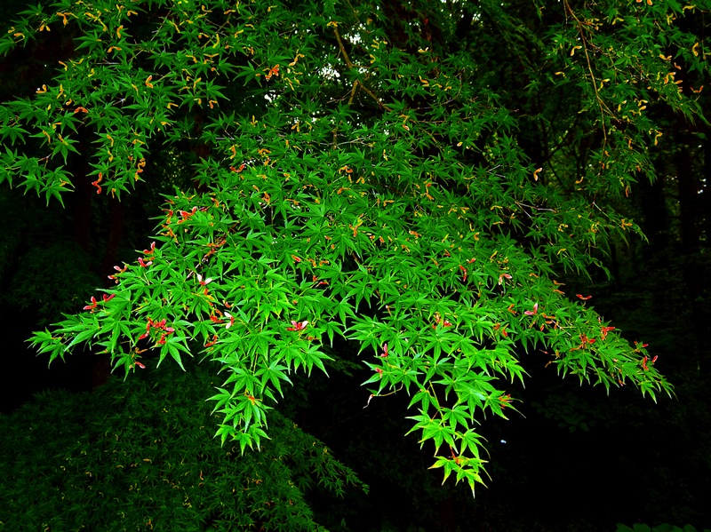 dscn59670.jpg
