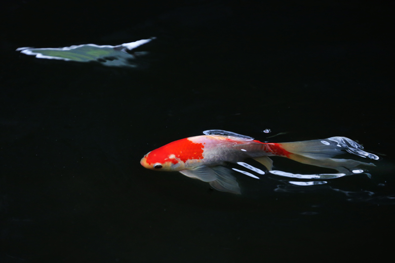 Ƭ 1230.jpg