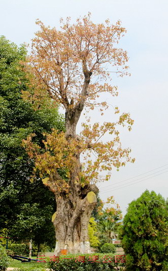 img_4107_СС.jpg