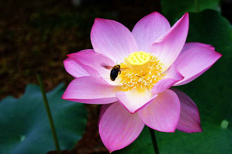 dsc00147_.jpg