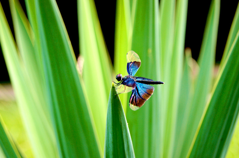 dsc00237_.jpg