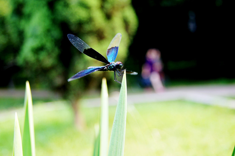 dsc00287_.jpg