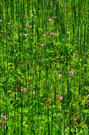 dsc_0461.jpg