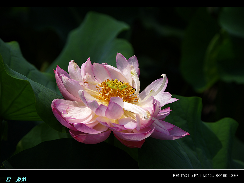 imgp9827.jpg