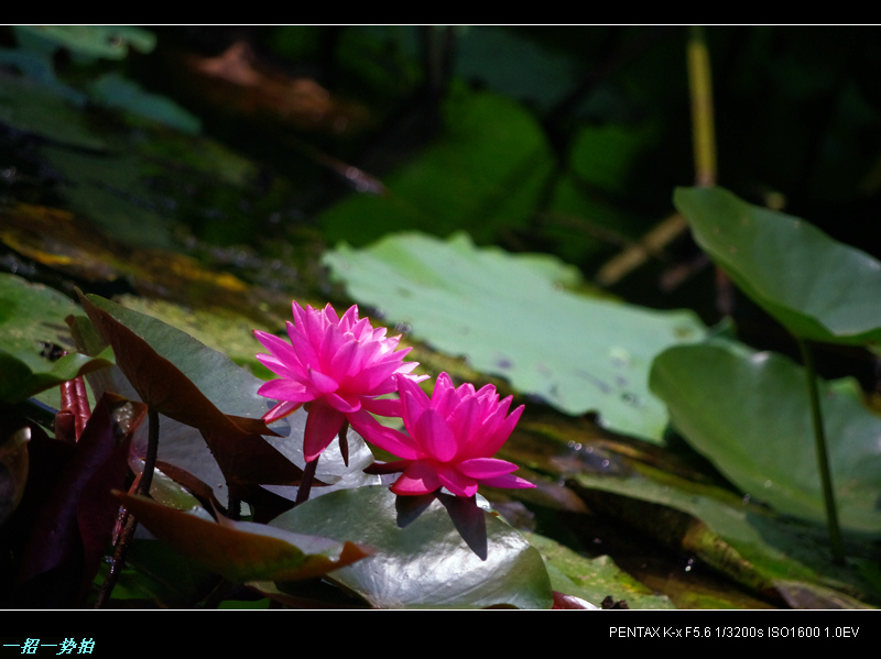 imgp9793.jpg
