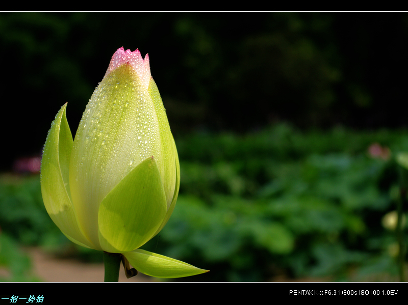 imgp0471.jpg