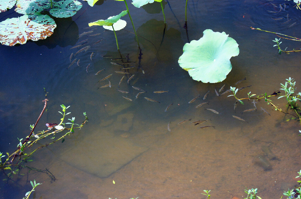 dsc01208_.jpg
