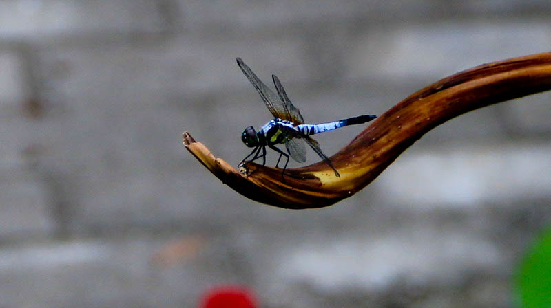 img_6406_СС.jpg