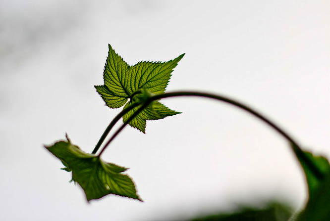 img_9612_СС.jpg