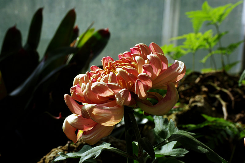imgp4532.jpg