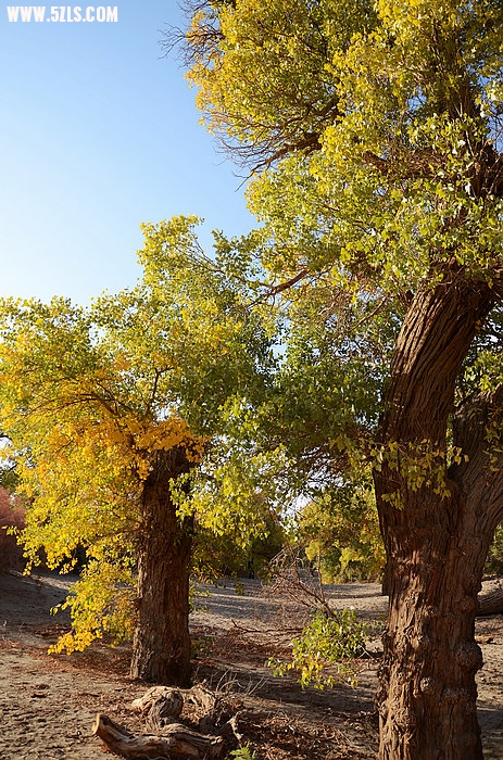 DSC_0253.JPG