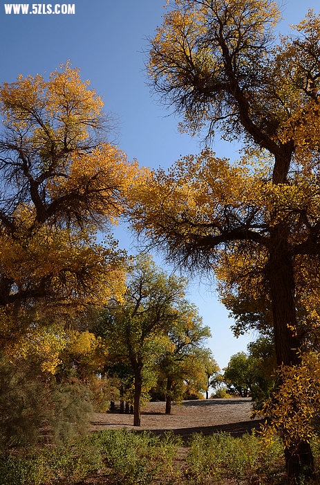 DSC_0263.JPG