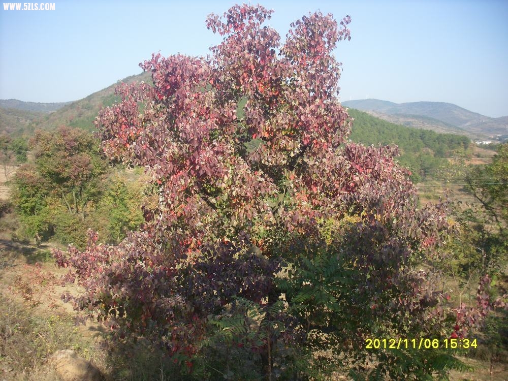 SL381340.JPG