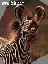 ǿ֧