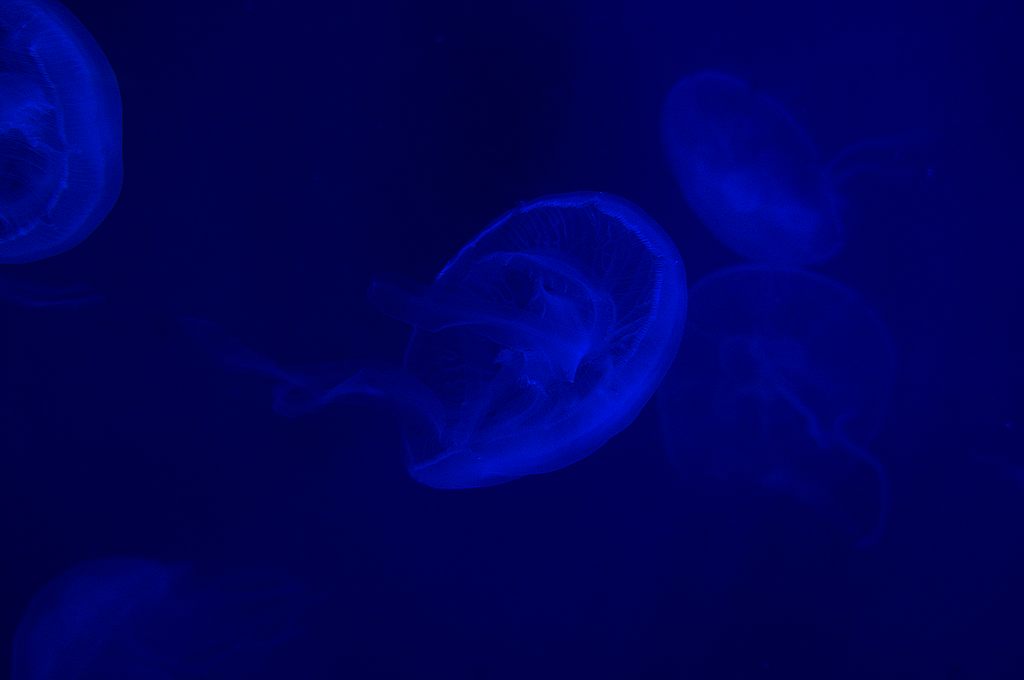 dsc09495.jpg