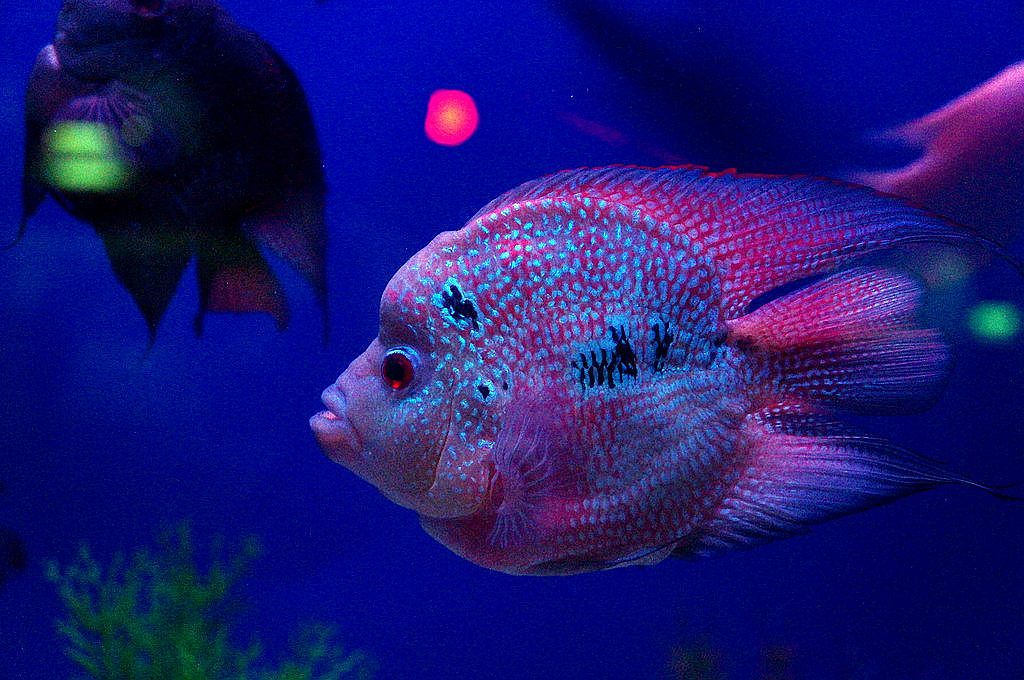 dsc09501.jpg