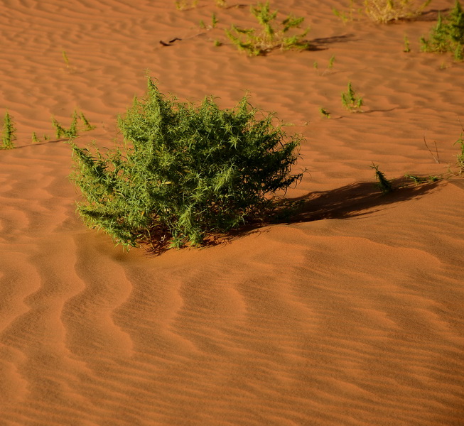 dsc_2036_С.jpg