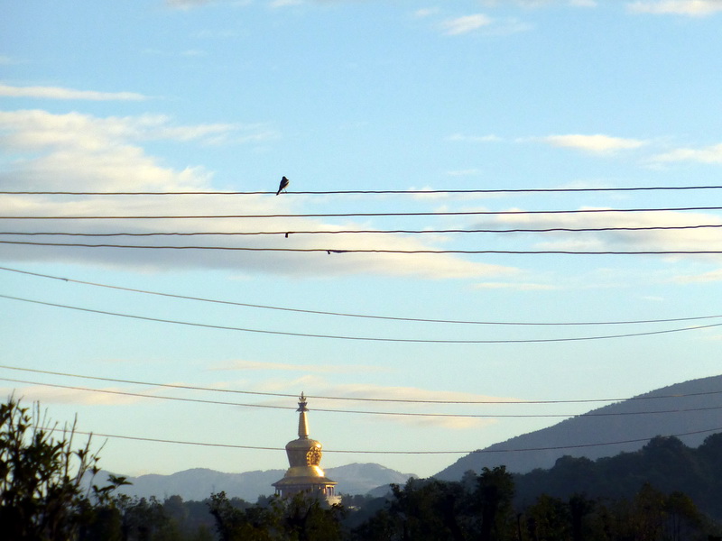 p1130874.jpg