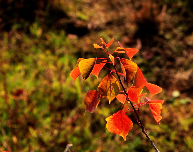 img_9918_СС.jpg