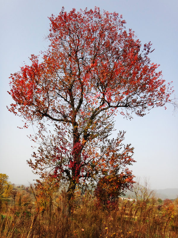 dsc04252.jpg