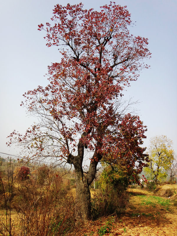 dsc04240.jpg