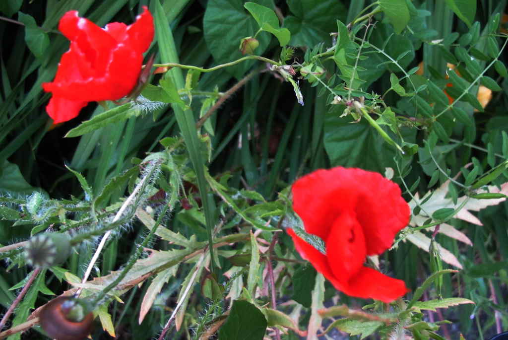 img_1187_.jpg