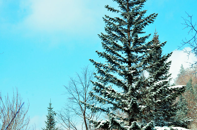 dsc_8563.jpg