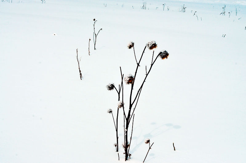 dsc_8608.jpg