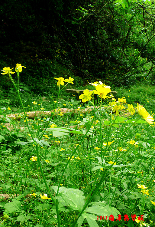 p1170098_.jpg