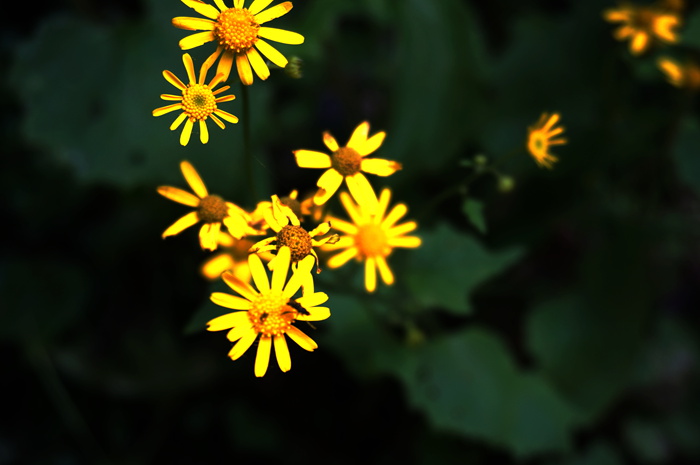dsc01951_.jpg
