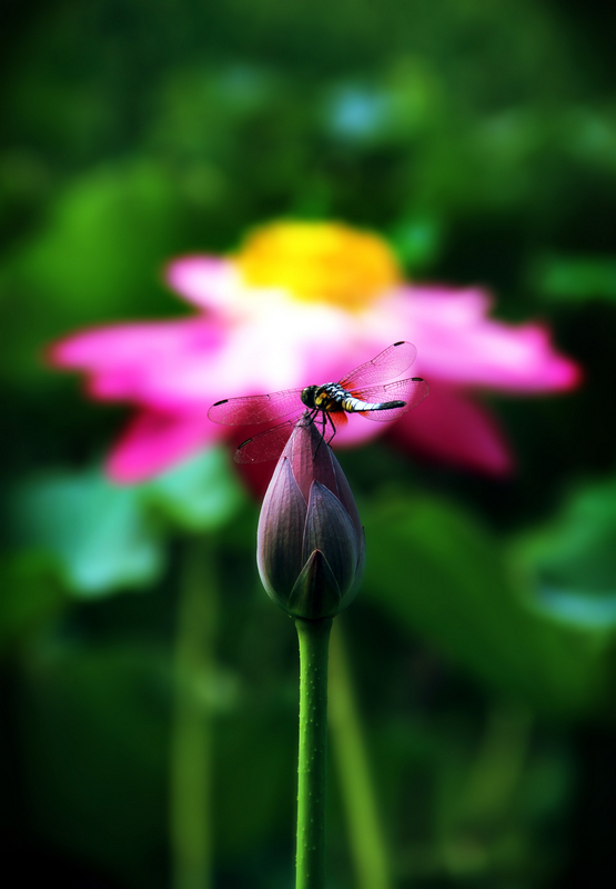 img_8048ab.jpg