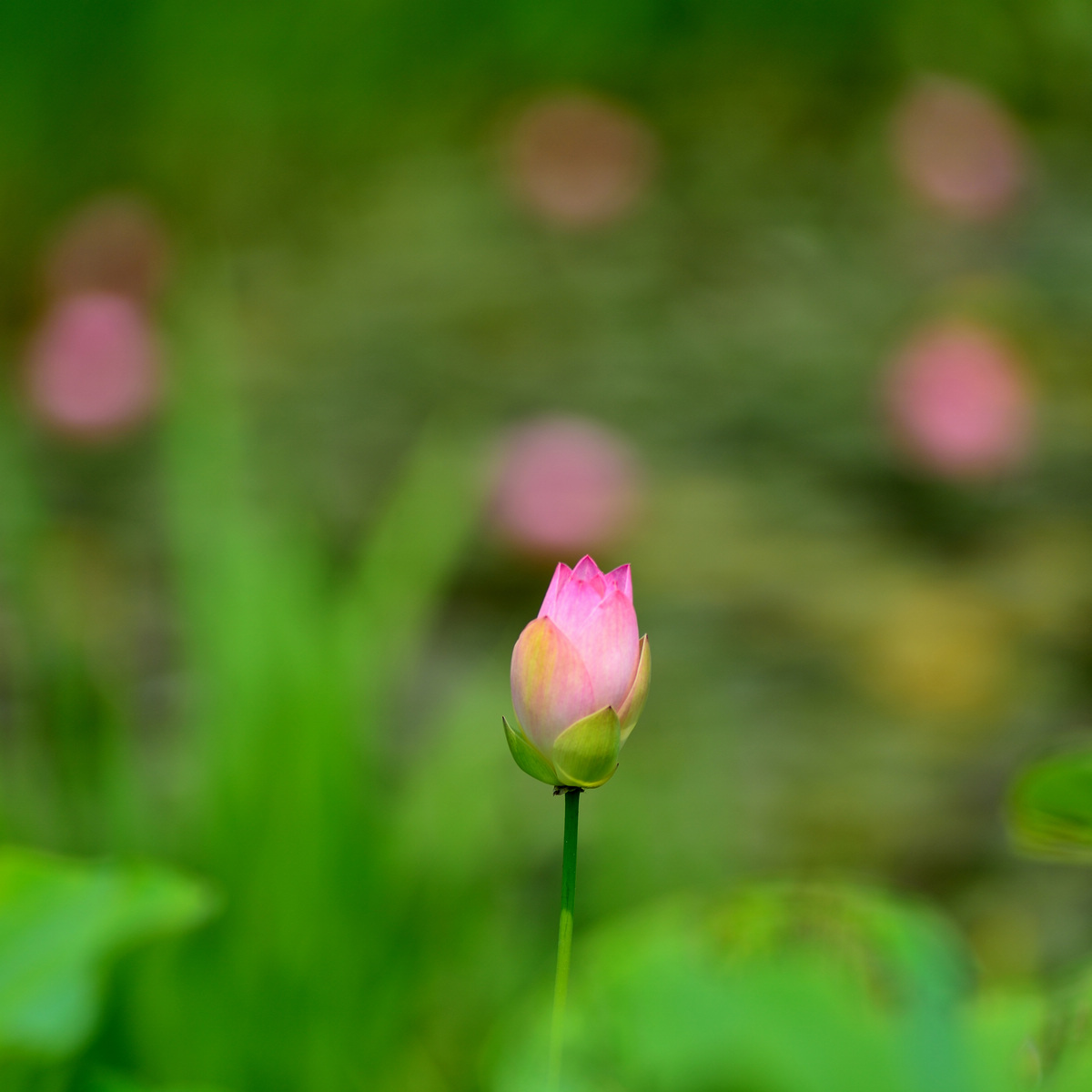 dsc_5146.jpg